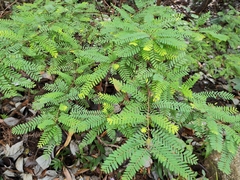 Phyllanthus emblica