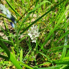 Wurmbea dioica