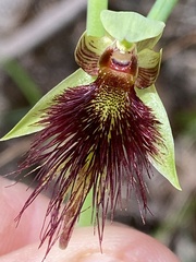 Calochilus paludosus