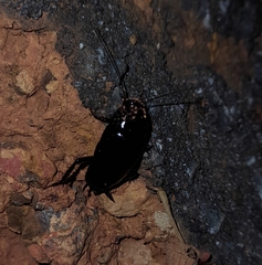 Blaberoidea