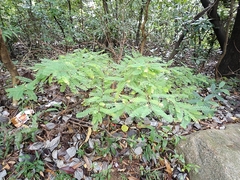 Phyllanthus emblica