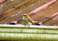 Myiodynastes maculatus