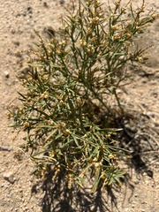 Stillingia paucidentata