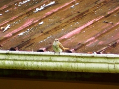 Myiodynastes maculatus