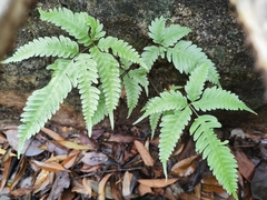 Pteris fauriei
