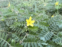 Tribulus