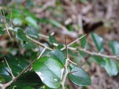 Dovyalis rhamnoides