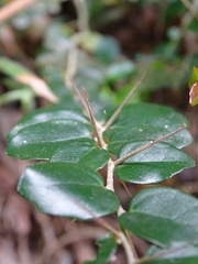 Dovyalis rhamnoides