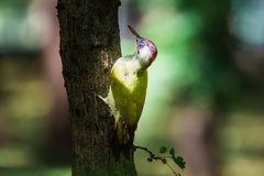 Picus viridis