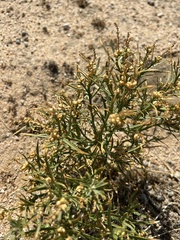 Stillingia paucidentata