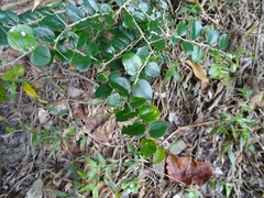 Dovyalis rhamnoides