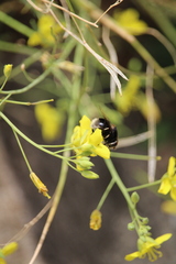 Eristalis intricaria