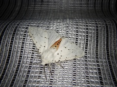 Spilosoma punctaria