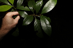 Atractocarpus benthamianus