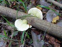 Trametes elegans