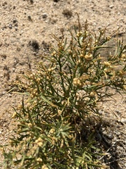 Stillingia paucidentata