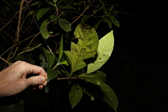 Atractocarpus benthamianus