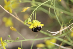 Eristalis intricaria