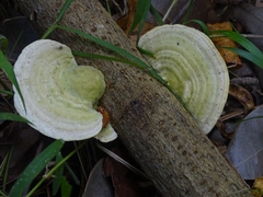Trametes elegans