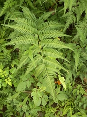 Athyrium niponicum