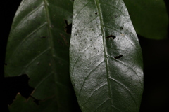 Atractocarpus benthamianus