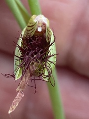 Calochilus