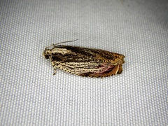 Phaecasiophora roseana