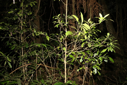 Image of Atractocarpus benthamianus by (c) Greg Tasney, some rights reserved (CC BY-SA)