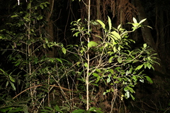 Atractocarpus benthamianus