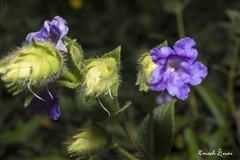 Strobilanthes sessilis