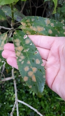 Cephaleuros lagerheimii