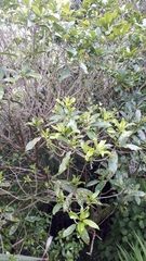 Cephaleuros lagerheimii