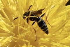 Philanthus