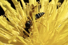 Philanthus