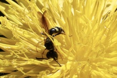 Philanthus