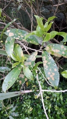 Cephaleuros lagerheimii