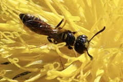 Philanthus