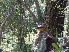 Turdus olivaceus olivaceus