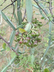 Cissus quadrangularis