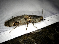 Cryptalaus larvatus pini