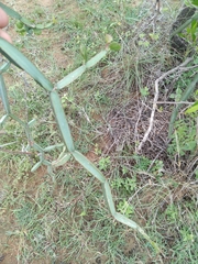 Cissus quadrangularis