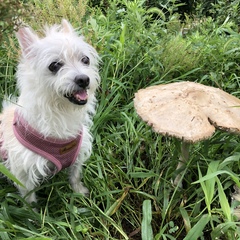 Chlorophyllum molybdites