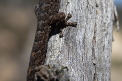 Christinus marmoratus