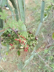 Cissus quadrangularis