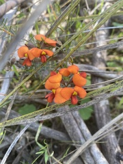 Dillwynia hispida