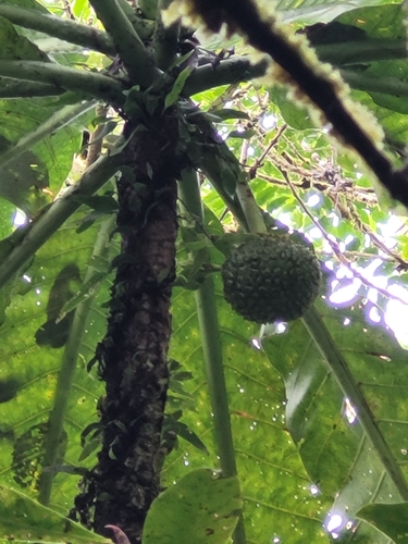 Morinda pacifica observed 2022-10-01