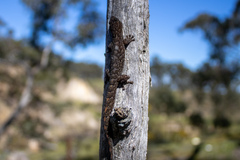 Christinus marmoratus