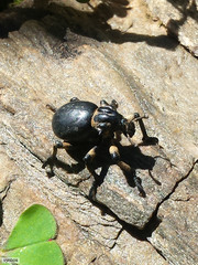 Brachycerus globosus