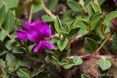 Indigofera dalzellii