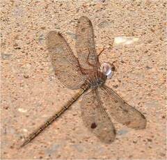 Gynacantha nourlangie